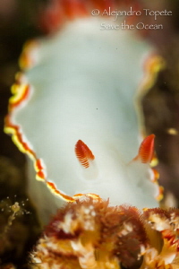 White Nudibranch, Acapulco México by Alejandro Topete 